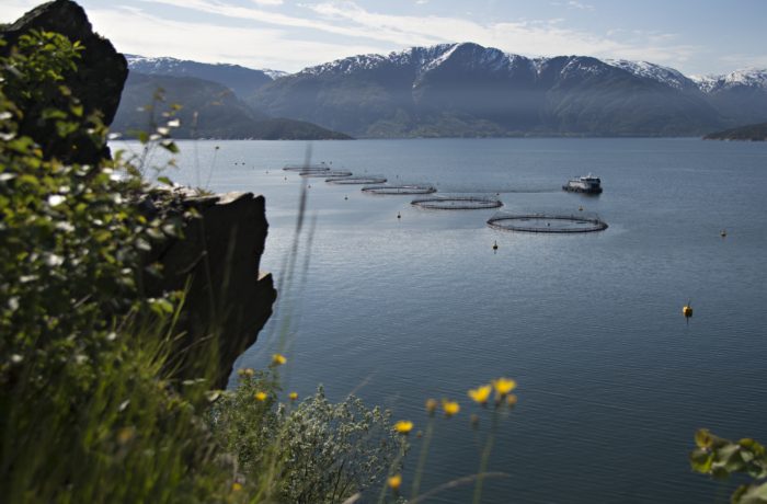 2016. Kvam, Saltkjelen, Lingaholmen. Lingalaks, lakseoppdrett, Hardangerfjorden. Oppdrettsanlegg.